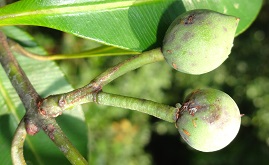 Fruits of Calophyllum species photo